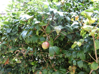CIMG0346.JPG