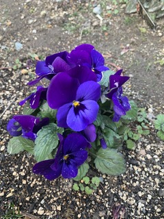 花 (4).jpg